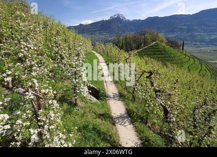 Marling, Südtirol, Italien 07. April 2024: Ein Frühlingstag bei Marling, hier am Marlinger Waalweg bei Meran. Hier der Blick auf blühende Apfelbäume, Blüte, Obstwiese, Apfelblüte, Blütenmeer, Duft, Geruch, Tourismus, wandern, spazieren, Ausblick, Panorama, wärme Stockfoto