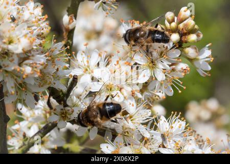 Makro zweier großer Luftkissenfliegen (Eristalis sp), die sich von Blüten ernähren. Hawthorn Hive, Nordostengland. Stockfoto