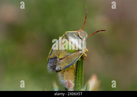 Ein wunderbar farbiger Ginster-Schildkäfer (Piezodorus lituratus) thront auf einem Dorn auf seiner Wirtspflanze. Tunstall Hills, Sunderland, Großbritannien Stockfoto