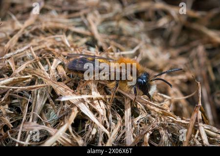 Eine männliche Bergbaubiene, wahrscheinlich die gelbbraune Bergbaubiene (Andrena fulva), die sein Fell aus Ingwer Fuzz und weißen Einstein Schnurrbart trägt! Ryhope, Sunderland, Großbritannien Stockfoto