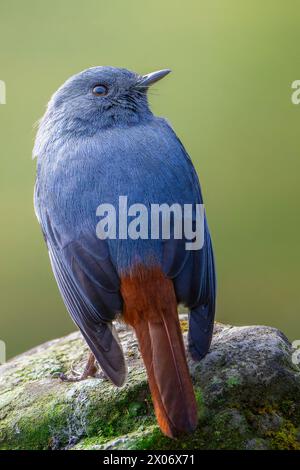 Plumbeous Water Redstart, Phoenicurus fuliginosus, Vogel auf einem Baum, Vogel auf einem Felsen, Stockfoto