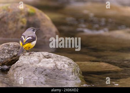 Grauschwanz, Motacilla cinerea Vogel, der auf Felsen neben dem Fluss sitzt, Vogel im grünen Gras, Vogel auf der Suche nach Nahrung Stockfoto