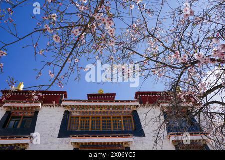 Lhasa, Chinas autonome Region Xizang. April 2024. Pfirsichblüten werden in der Pabonka Eremitage im nördlichen Vorort Lhasa, der Hauptstadt der Autonomen Region Xizang im Südwesten Chinas, am 5. April 2024 gesehen. Quelle: Tenzing Nima Qadhup/Xinhua/Alamy Live News Stockfoto