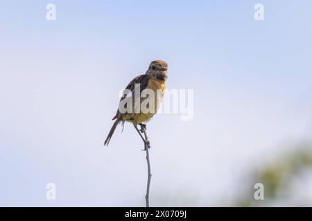 Ein gemeiner Steinechat Saxicola torquatus, der auf einem kleinen Zweig sitzt, sonniger Tag im Sommer, Nordfrankreich Audinghen Frankreich Stockfoto