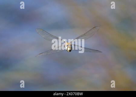 Ein farbenfroher migrantischer Hawker Aeshna mixta fliegt über Wasser, sonniger Tag im Sommer Mali LoÅinj Kroatien Stockfoto