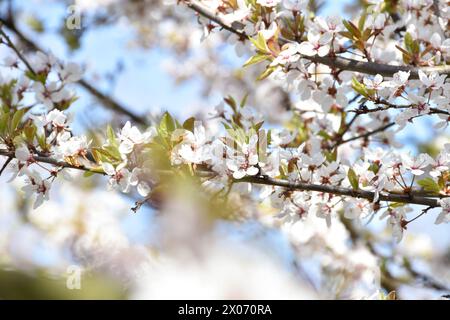 Pflaumenblüten, weiße duftende Blumen auf dem Hintergrund des hellblauen Himmels, blühender Baum im Frühlingsgarten, warmer sonniger Tag, Landschaft. Stockfoto