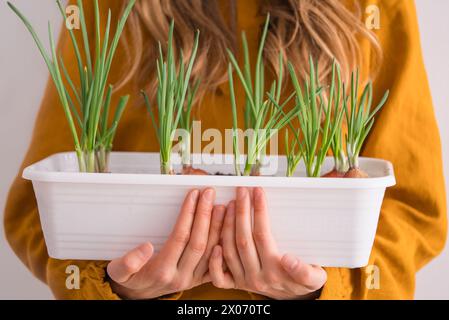 Eine Frau, die einen Weißen Pflanzer mit wachsenden grünen Zwiebelsprossen hält. Grünpflanzen zu Hause anbauen, Mini-Gemüsegarten zu Hause. Stockfoto