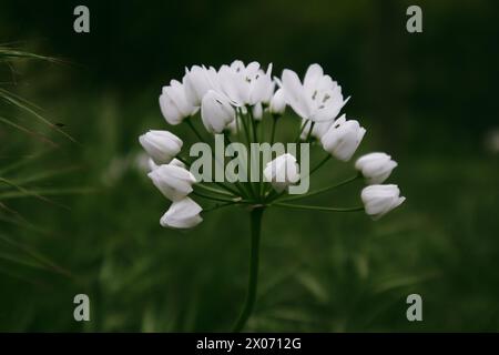 Weiße blühende Blumen im Frühlingsgarten. Frühlingsblühende Pflanze auf dunkelgrünem Hintergrund. Allium neapolitanum (Naples Leek) Maltesische Inseln Flora Stockfoto