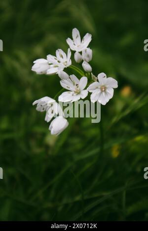 Weiße blühende Blumen im Frühlingsgarten. Frühlingsblühende Pflanze auf dunkelgrünem Hintergrund. Allium neapolitanum (Naples Leek) Maltesische Inseln Flora Stockfoto