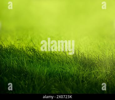 Grünes Gras natürlicher Hintergrund, Frühling, selektiver Fokus. Stockfoto