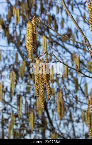 Kleiner Ast von schwarzer Erle Alnus glutinosa mit männlichen Katzenmuscheln und weiblichen roten Blüten. Blühende Erle im Frühling wunderschöner natürlicher Hintergrund mit klarem Stockfoto