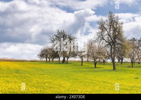 Frühlingslandschaft mit gelben Wiesen und Blütenbäumen. Region Turiec im Norden der Slowakei, Europa. Stockfoto