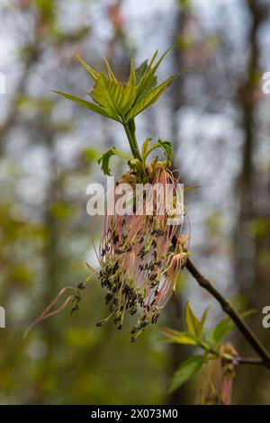 Ahornholz aus Eschenholz vernachlässigt die Blüten von Acer im Frühling, an sonnigen Tagen und in der natürlichen Umgebung, verschwommener Hintergrund. Stockfoto