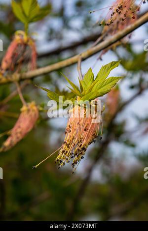 Ahornholz aus Eschenholz vernachlässigt die Blüten von Acer im Frühling, an sonnigen Tagen und in der natürlichen Umgebung, verschwommener Hintergrund. Stockfoto