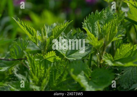 Brennnessel Urtica dioica im Garten stechen. Grüne Blätter mit gezackten Kanten. Stockfoto