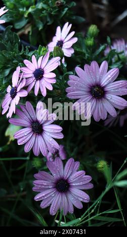 Nahaufnahme von Flieder-Gänseblümchen mit Tau auf ihren Blütenblättern Osteospermum ecklonis. Dimorfoteca. spanien. Auch bekannt als: Polarstern, Kap Ringelblume, Kap Ringelblume Stockfoto