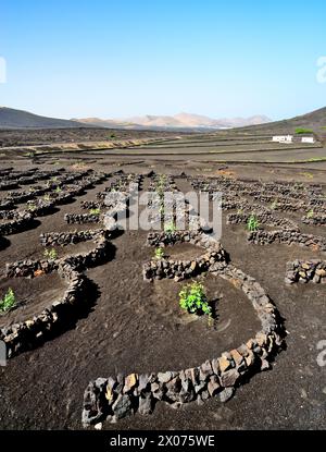 Eine Weinplantage (Bodega) auf der Insel Lanzarote. Die Reben wachsen in Vulkanasche und sind durch halbkreisförmige Steinmauern vor dem Wind geschützt. Stockfoto