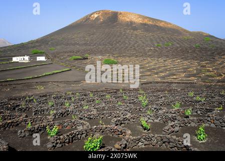 Eine Weinplantage (Bodega) auf der Insel Lanzarote. Die Reben wachsen in Vulkanasche und sind durch halbkreisförmige Steinmauern vor dem Wind geschützt. Stockfoto