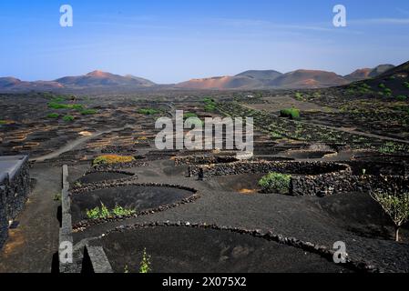 Eine Weinplantage (Bodega) auf der Insel Lanzarote. Die Reben wachsen in Vulkanasche und sind durch halbkreisförmige Steinmauern vor dem Wind geschützt. Stockfoto