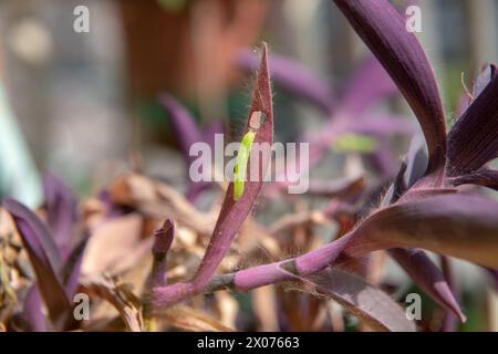 Ein grüner Wurm, der auf dunkelrosa oder violetten Blättern deutlich sichtbar ist, ernährt sich von einer Pflanze, nagt an ihren Blättern, bevor er sich in einen Schmetterling verwandelt und fliegt Stockfoto