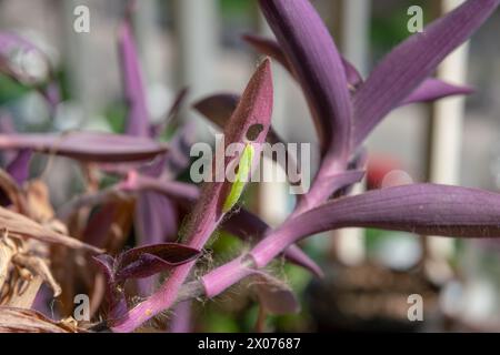 Ein grüner Wurm, der auf dunkelrosa oder violetten Blättern deutlich sichtbar ist, ernährt sich von einer Pflanze, nagt an ihren Blättern, bevor er sich in einen Schmetterling verwandelt und fliegt Stockfoto