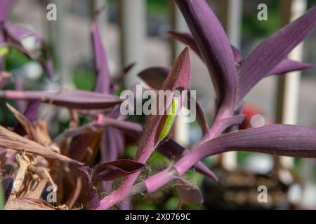 Ein grüner Wurm, der auf dunkelrosa oder violetten Blättern deutlich sichtbar ist, ernährt sich von einer Pflanze, nagt an ihren Blättern, bevor er sich in einen Schmetterling verwandelt und fliegt Stockfoto