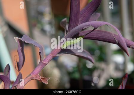 Ein grüner Wurm, der auf dunkelrosa oder violetten Blättern deutlich sichtbar ist, ernährt sich von einer Pflanze, nagt an ihren Blättern, bevor er sich in einen Schmetterling verwandelt und fliegt Stockfoto