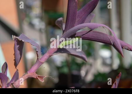 Ein grüner Wurm, der auf dunkelrosa oder violetten Blättern deutlich sichtbar ist, ernährt sich von einer Pflanze, nagt an ihren Blättern, bevor er sich in einen Schmetterling verwandelt und fliegt Stockfoto