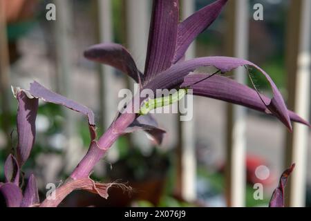 Ein grüner Wurm, der auf dunkelrosa oder violetten Blättern deutlich sichtbar ist, ernährt sich von einer Pflanze, nagt an ihren Blättern, bevor er sich in einen Schmetterling verwandelt und fliegt Stockfoto