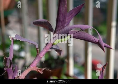 Ein grüner Wurm, der auf dunkelrosa oder violetten Blättern deutlich sichtbar ist, ernährt sich von einer Pflanze, nagt an ihren Blättern, bevor er sich in einen Schmetterling verwandelt und fliegt Stockfoto