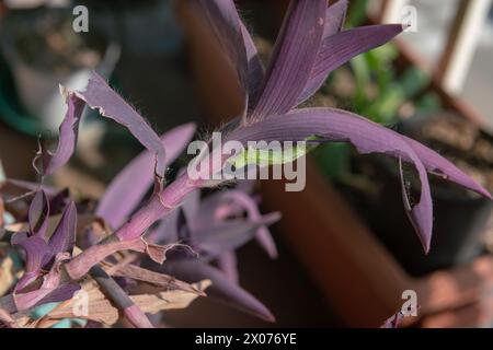 Ein grüner Wurm, der auf dunkelrosa oder violetten Blättern deutlich sichtbar ist, ernährt sich von einer Pflanze, nagt an ihren Blättern, bevor er sich in einen Schmetterling verwandelt und fliegt Stockfoto