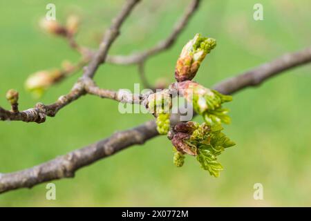 Die Knospen der Eiche quercus öffnen sich und Laubblätter und Blüten entfalten sich im Frühling, Sachsen, Deutschland *** die Knospen des Eiche quercus Stockfoto