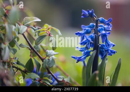 Die Gartenhyazinthe, Hyacinthus orientalis, Blume aus der Nähe. Stockfoto