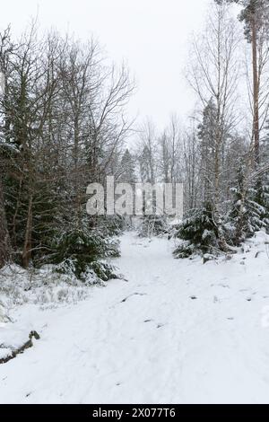 Ein Fußweg mitten in einem verschneiten Wald Stockfoto