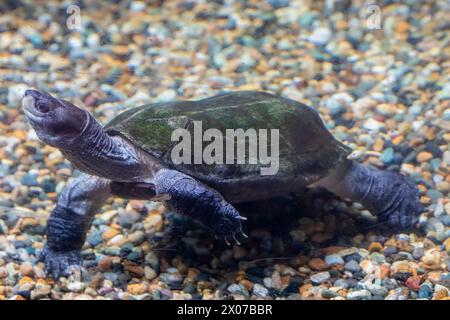 Die indische Schwarzschildkröte (Melanochelys trijuga) ist eine Art mittelgroßer Süßwasserschildkröte in Südasien. Stockfoto