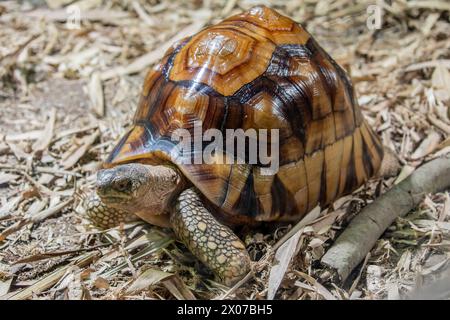 Die Angonoka-Schildkröte (Astrochelys yniphora) ist eine vom Aussterben bedrohte Schildkrötenart, die durch Wilderei für den illegalen Tierhandel stark bedroht ist. Stockfoto