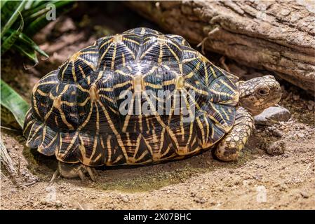 Die indische Sternschildkröte (Geochelone elegans) ist eine bedrohte Schildkrötenart, die in Indien, Pakistan und Sri Lanka beheimatet ist Stockfoto