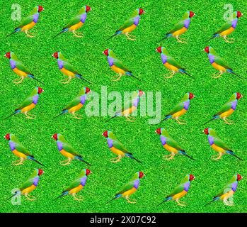 Gouldian Finch lateinischer Name Erythrura gouldiae auf dem Gras Stockfoto