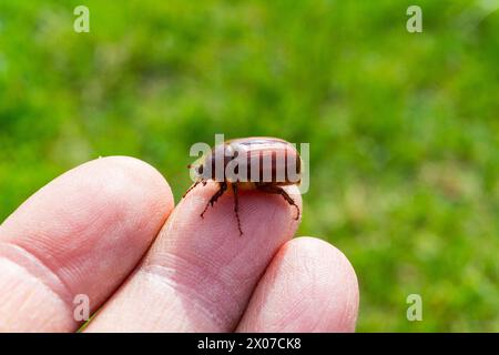 Cockchafer, Maybug (Holochelus aequinoctialis) an den Fingern im Frühjahr April, Ungarn Stockfoto
