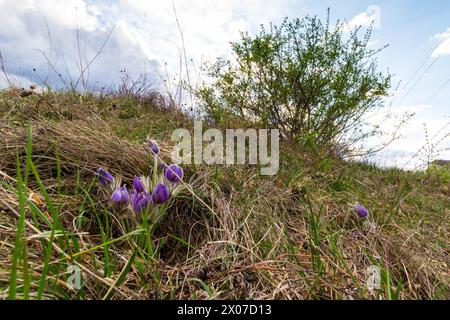 Große Pasque Blume (Pulsatilla grandis) blüht im Frühjahr März, Becsi-domb, Sopron, Ungarn Stockfoto