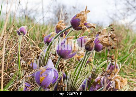 Große Pasque Blume (Pulsatilla grandis) blüht im Frühjahr März, Becsi-domb, Sopron, Ungarn Stockfoto