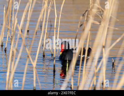 A Moorhen, Gallinula chloropus bei Cley NEX the Sea, Norfolk, UK. Stockfoto