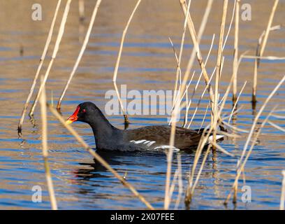 A Moorhen, Gallinula chloropus bei Cley NEX the Sea, Norfolk, UK. Stockfoto