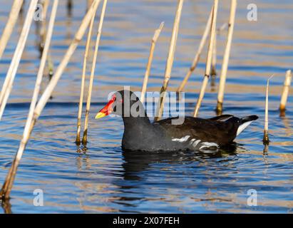 A Moorhen, Gallinula chloropus bei Cley NEX the Sea, Norfolk, UK. Stockfoto