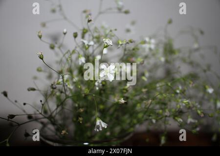 Die kleinen weißen Blüten mit verschwommenem Hintergrund in einer Vase, die kleinen Blüten und Knospen sehen schön aus. Stockfoto