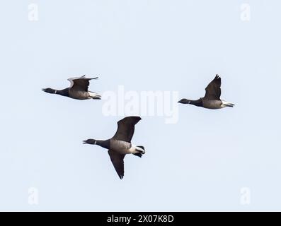 Brent Goose; Branta bernicla im Naturschutzgebiet Titchwell in Norfolk, Großbritannien. Stockfoto