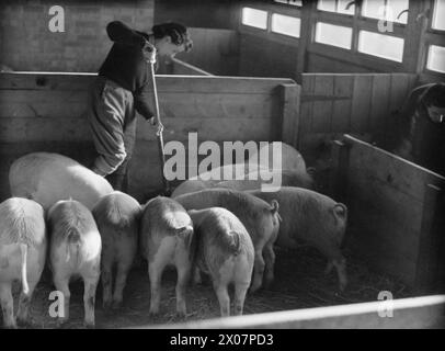 AUSBILDUNG DER FRAUEN IN DER LANDARMEE, WAHRSCHEINLICH AUF DER CANNINGTON FARM, SOMERSET, ENGLAND, C 1940 - zwei Mitglieder der Women's Land Army räumen den Schweinestall aus, wahrscheinlich im WLA-Trainingszentrum in Cannington, um 1940 Stockfoto