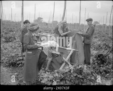 HOPPING IN KENT: HOPFENPFLÜCKEN IN YALDING, KENT, ENGLAND, UK, 1944 - auf einer Hopfenfarm in Yalding, Kent, leeren eine Gruppe von Hopfenpflückern den Inhalt eines großen Leinwandbehälters (in den frisch gepflückte Hopfenzapfen gelegt wurden) mit Hilfe eines Korbes in einen Sack. Frau Hicks (links vorne), deren Aufgabe es ist, die entnommenen Mengen zu messen und zu buchen, schaut zu. Im Hintergrund sind die Reihen von Pfählen und Drähten zu sehen, die zum Anbau des Hopfens verwendet wurden Stockfoto