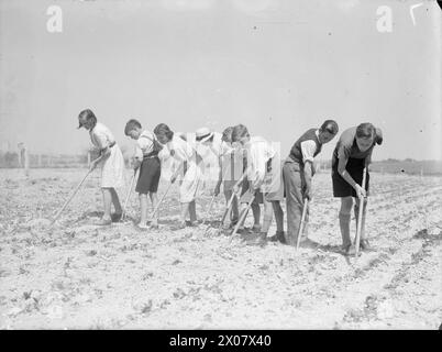 BILDUNG UND LANDWIRTSCHAFT AN DER ASHWELL MERCHANT TAYLORS SCHOOL, NAHE BALDOCK, HERTFORDSHIRE, ENGLAND, 1942 – acht Kinder der Ashwell Merchant Taylor's School, Baldock, hacken ihre Bohnen in der Sonne Stockfoto