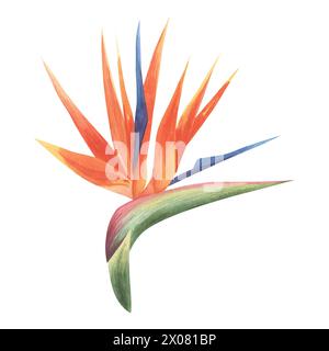 afrikanische Blumen, Strelitzia auf einem isolierten weißen Hintergrund, botanisches Aquarell, Handzeichnung Stockfoto